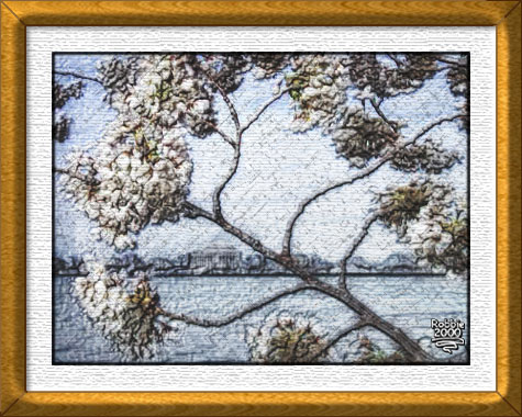 A Cherry Tree in Washington DC