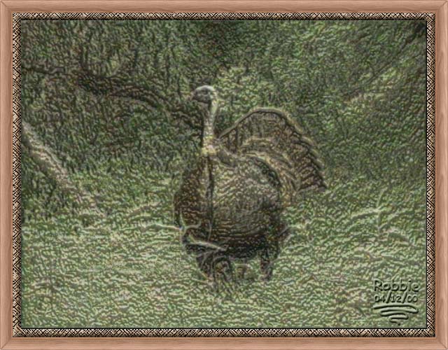 A Turkey in the Wild