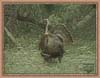 A Turkey in the Wild